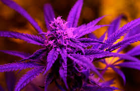 Cómo funciona el CBD