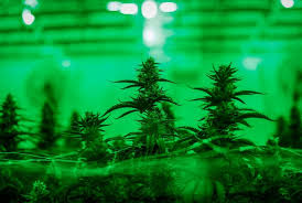 ¿Qué son las siglas CBD?